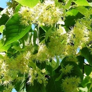 Опилки липовые оптом в Белгороде от завода-производителя Лигнум Ресурс